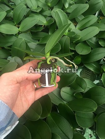 фото Фаленопсис Бриллиантовый король (Diamond king) детка от магазина магазина орхидей Ангелок