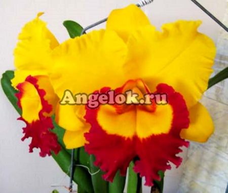 фото Каттлея (Blc.Taiwan Ruby 'Taiyoung #6') Тайвань от магазина магазина орхидей Ангелок