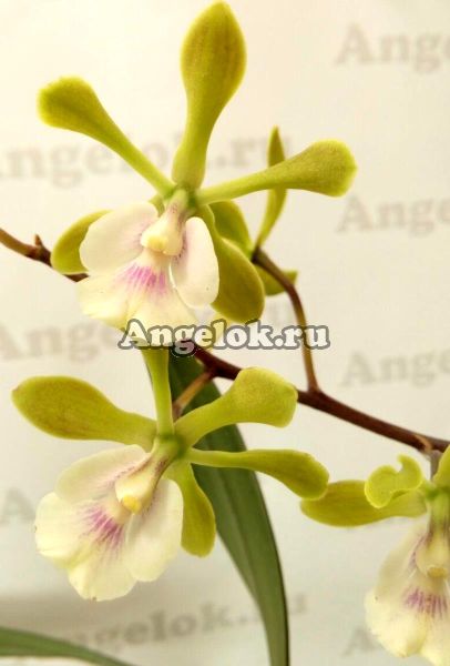 фото Эпидендрум (Epidendrum floribundum) от магазина магазина орхидей Ангелок