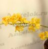 фото Онцидиум Твинкле (Oncidium Twinkle 'Golden Fantasy' ) от магазина магазина орхидей Ангелок
