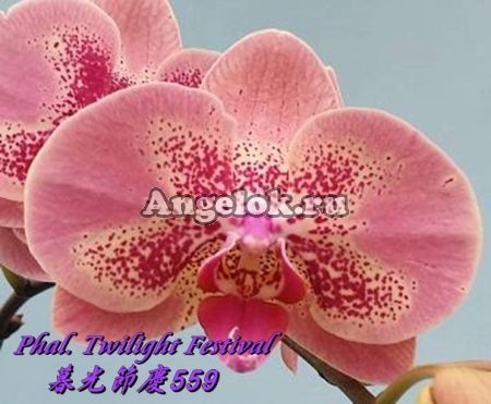 Фаленопсис (Phalaenopsis Twilight Festival) Тайвань