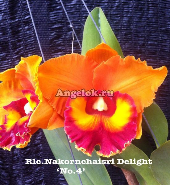 фото Каттлея (Rlc.Nakornchaisri Delight 'No.4') от магазина магазина орхидей Ангелок