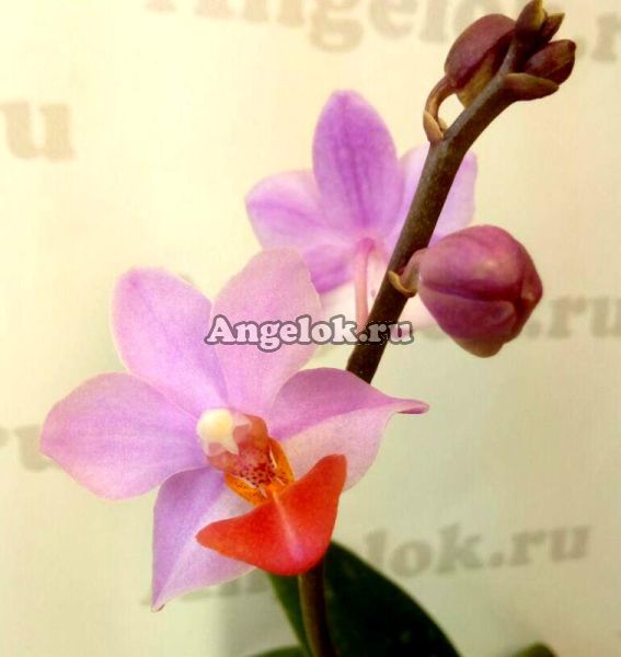 фото Фаленопсис (P. Liu's Triprince'pink') Тайвань от магазина магазина орхидей Ангелок