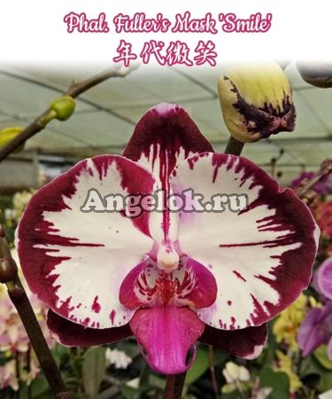 фото Фаленопсис (Phalaenopsis Fuller's Mask 'Smile') Тайвань от магазина магазина орхидей Ангелок