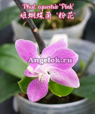 фото Фаленопсис Эквестрис (Phalaenopsis equestris 'Pink') Тайвань от магазина магазина орхидей Ангелок