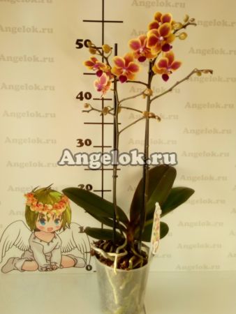 Фаленопсис (Phalaenopsis ) ph-127
