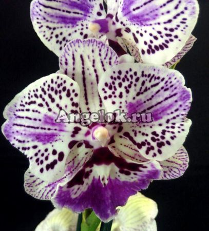 фото Фаленопсис Биг Лип (Phalaenopsis Lioulin Lovely Lip) от магазина магазина орхидей Ангелок