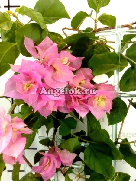 фото Бугенвиллия (Bougainvillea Pagoda Pink) черенок от магазина магазина орхидей Ангелок