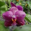 Фаленопсис (Phalaenopsis Sogo Rose "YC")