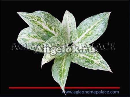 фото Аглаонема (Aglaonema White Tongnoppakul) от магазина магазина орхидей Ангелок