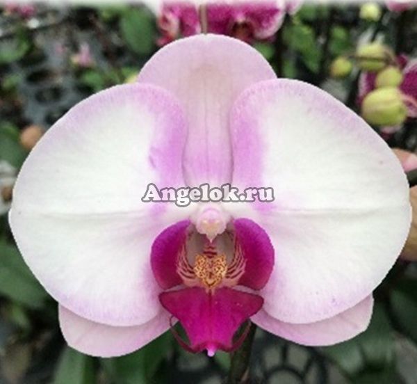 фото Фаленопсис (Phalaenopsis Brazil '76108') от магазина магазина орхидей Ангелок