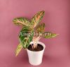 Аглаонема (Aglaonema Red Peacock)
