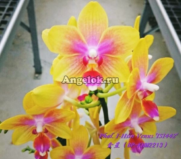 фото Фаленопсис (Phalaenopsis I-Hsin Venus 'IS1442') Тайвань от магазина магазина орхидей Ангелок