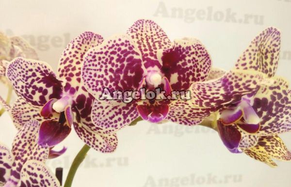 фото Фаленопсис Клеопатра мини (Phalenopsis Kleopatra mini) от магазина магазина орхидей Ангелок