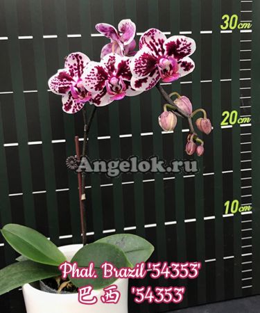 фото Фаленопсис (Phalaenopsis Brazil '54353') от магазина магазина орхидей Ангелок