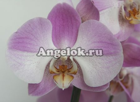 фото Фаленопсис (Phalaenopsis Empada so satisfied) от магазина магазина орхидей Ангелок
