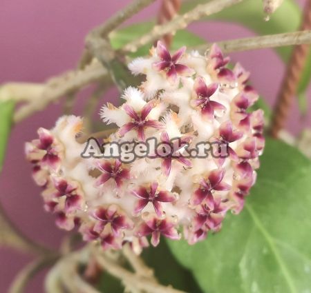 фото Хойя Эритростема (Hoya erythrostemma) черенок от магазина магазина орхидей Ангелок