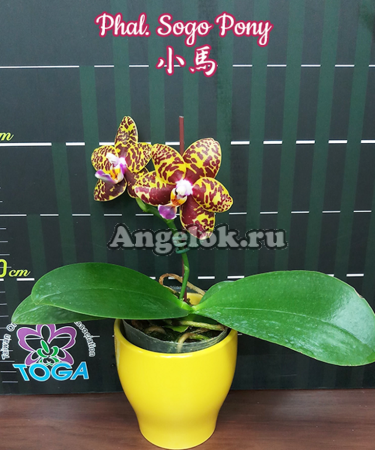 фото Фаленопсис Сого Пони (Phalaenopsis Sogo Pony) Тайвань от магазина магазина орхидей Ангелок