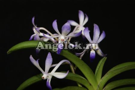 фото Неостилис (Neostylis Lou Sneary) Тайвань от магазина магазина орхидей Ангелок