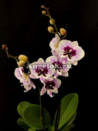 фото Фаленопсис Биг Лип Аладдин (Phalaenopsis Aladdin) от магазина магазина орхидей Ангелок