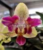 Фаленопсис бабочка Калейдоскоп (Phalaenopsis Chi-Yueh Kaleidescope) Тайвань