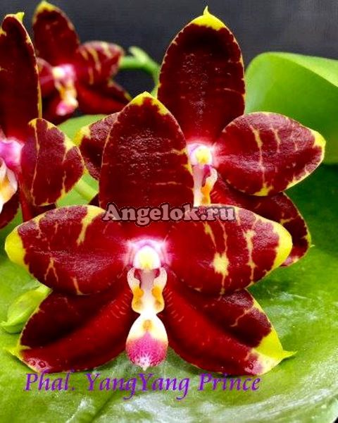 фото Фаленопсис (Phalaenopsis Yang Yang Prince) Тайвань от магазина магазина орхидей Ангелок