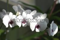 Дендробиум фаленопсис мини (Dendrobium Phalaenopsis ) d-04