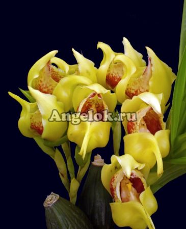 фото Ангулоа (Anguloa cliftonii var. luigui) от магазина магазина орхидей Ангелок