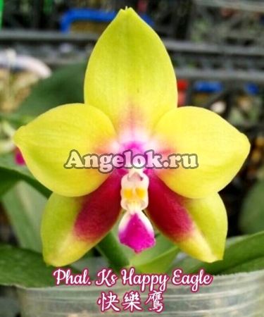 фото Фаленопсис (Phalaenopsis Ks Happy Eagle) Тайвань от магазина магазина орхидей Ангелок