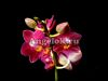 фото Фаленопсис мини (Phalaenopsis Brazilian Fever) от магазина магазина орхидей Ангелок