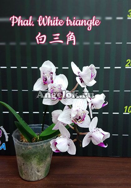 фото Фаленопсис (Phalaenopsis White Triangle) Тайвань от магазина магазина орхидей Ангелок