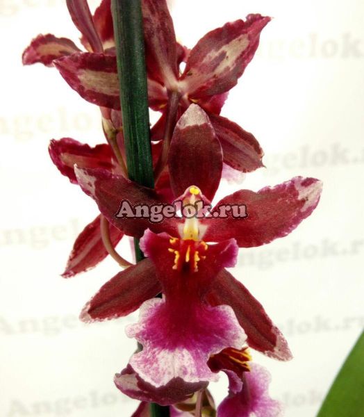 фото Онцидиум гибридный (Oncidium Sharry Baby) от магазина магазина орхидей Ангелок