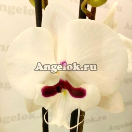 фото Фаленопсис Биг Лип (Reyoung Prinse) от магазина магазина орхидей Ангелок