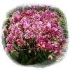 фото Фаленопсис (P.Yen Shuai Firework) Тайвань от магазина магазина орхидей Ангелок