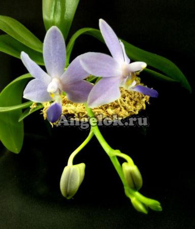 фото Фаленопсис Мартин (Phalaenopsis Purple Martin var. blue) Тайвань от магазина магазина орхидей Ангелок