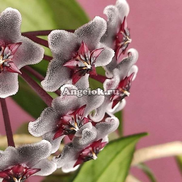 фото Хойя пубикаликс (Hoya pubicalix cv.“Red Button”) черенок от магазина магазина орхидей Ангелок