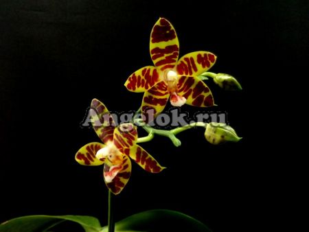 фото Фаленопсис Девид Лим (Phalaenopsis David Lim) Тайвань от магазина магазина орхидей Ангелок