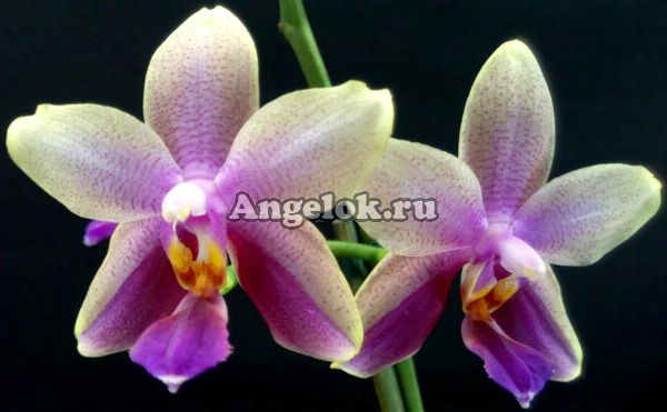 фото Фаленопсис Лиодоро (Phalaenopsis Liodoro) от магазина магазина орхидей Ангелок