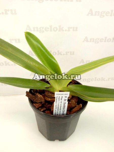 фото Пафиопедилум (Paphiopedilum St. Swithin x adductum) от магазина магазина орхидей Ангелок