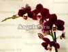 фото Фаленопсис Дебора (Phalenopsis Debora) от магазина магазина орхидей Ангелок