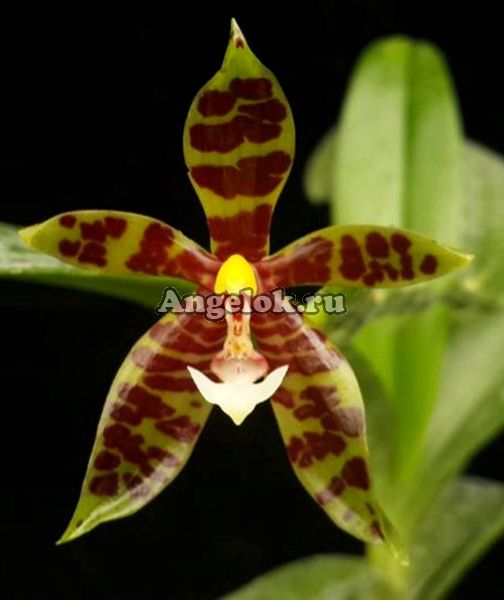 фото Фаленопсис Пантерина (Phalaenopsis pantherina) от магазина магазина орхидей Ангелок