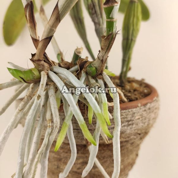 фото Радикс Стимулятор роста корней (Radix) 1,5 мл от магазина магазина орхидей Ангелок