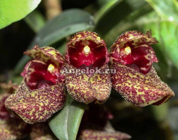 фото Бульбофиллум Фрости (Bulbophyllum frostii) Тайвань от магазина магазина орхидей Ангелок