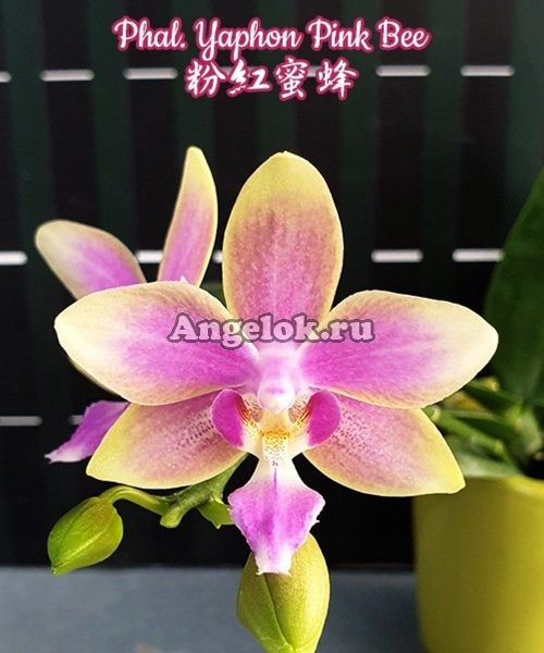 фото Фаленопсис (Phalaenopsis Yaphon Pink Bee) Тайвань от магазина магазина орхидей Ангелок
