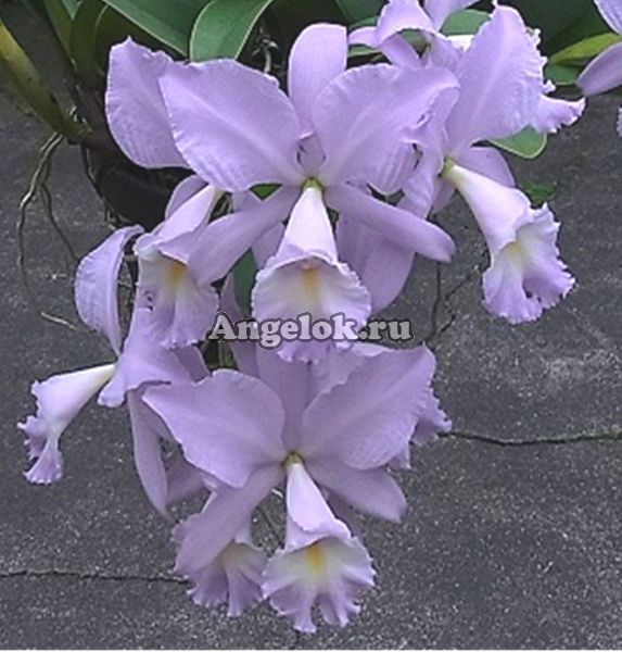 фото Каттлея (Lc.Sea Breeze) Тайвань от магазина магазина орхидей Ангелок
