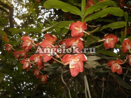 фото Эсмеральда (Esmeralda cathcartii) детка от магазина магазина орхидей Ангелок