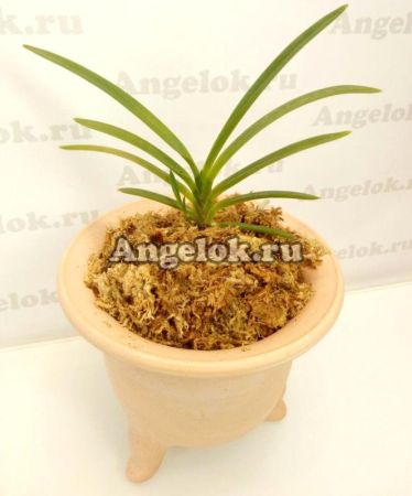 фото Горшок для неофинетии глина d-9 от магазина магазина орхидей Ангелок