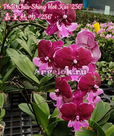 фото Фаленопсис Биг Лип Хот Кисс (Phalaenopsis Chia Shing Hot Kiss '256') Тайвань от магазина магазина орхидей Ангелок