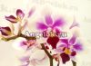 фото Фаленопсис мини (Phalaenopsis Sogo Jessica) от магазина магазина орхидей Ангелок
