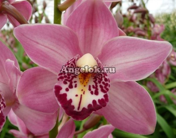 фото Цимбидиум (Cymbidium) c-06 от магазина магазина орхидей Ангелок